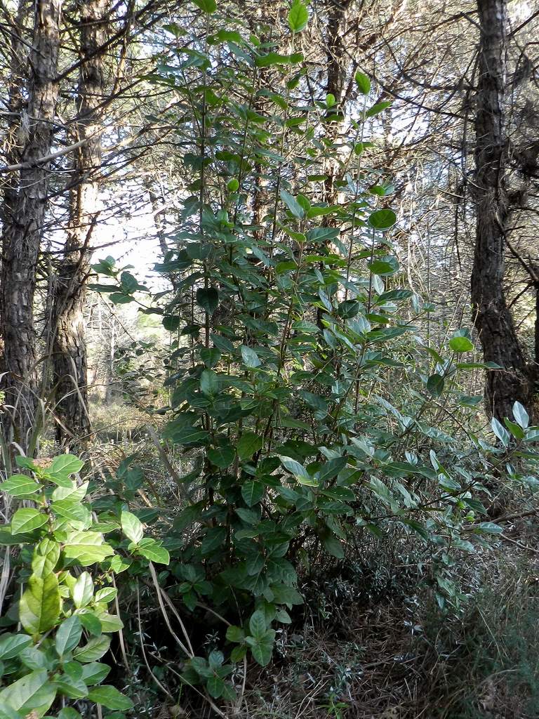 Lido di Venezia : Viburnum tinus